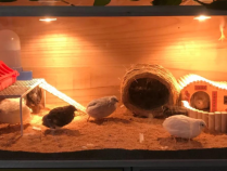 怎么将卖芦丁鸡作为自己的主业?需要怎么做?