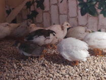 卖这种鸟,1个月居然能赚好几千?!